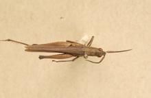 僧帽佛蝗 僧帽佛蝗