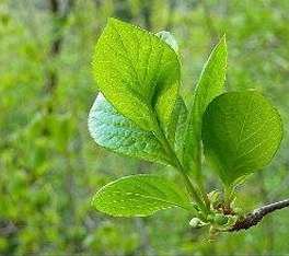 小血藤葉 小血藤葉