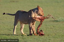 獵物-捕食者模型 獵物-捕食者模型