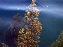 廣東雷州珍稀海洋生物國家級自然保護區