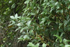 谷木葉冬青 谷木葉冬青