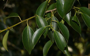 彎尾冬青 彎尾冬青