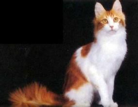 土耳其安哥拉貓 土耳其安哥拉貓