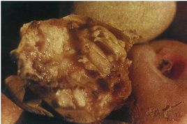 馬鈴薯軟腐病 馬鈴薯軟腐病