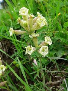 蔓莖蠅子草（原變種）