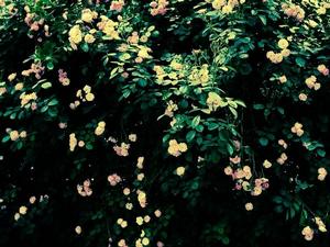 春城[雲南昆明代稱]