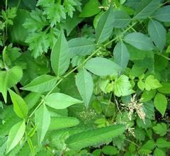 三葉歪頭菜 三葉歪頭菜