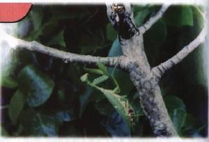 巨斧螳螂 巨斧螳螂