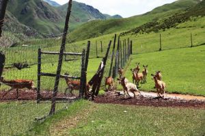 祁連鹿場 祁連鹿場