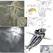 企鵝祖先化石