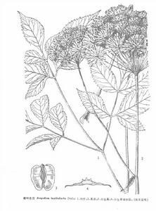 疏葉當歸 疏葉當歸