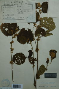 稔葉扁擔桿 稔葉扁擔桿