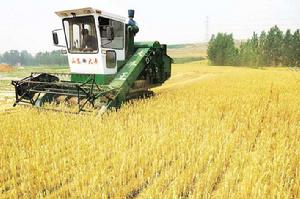 大王寨村 大王寨村