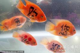 金魚紋身 金魚紋身