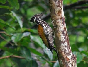 大金背啄木鳥 大金背啄木鳥
