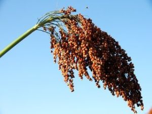 多脈高粱 多脈高粱