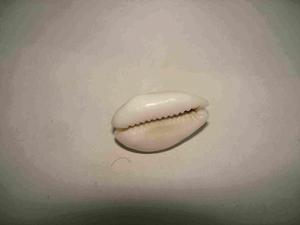 純正的中國古代貝幣