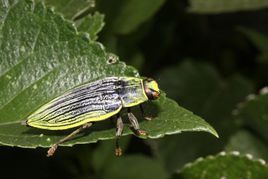 似大杯蟲屬 似大杯蟲屬