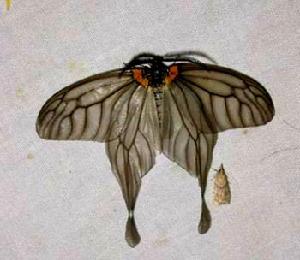 李拖尾錦斑蛾 (李樹害蟲)