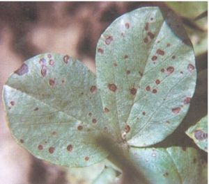 蠶豆赤斑病 蠶豆赤斑病