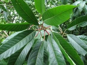 西藏虎皮楠 西藏虎皮楠