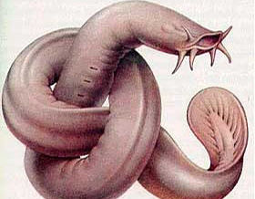 加勒比海黏盲鰻 加勒比海黏盲鰻