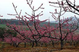 黃泥崗社區 黃泥崗社區
