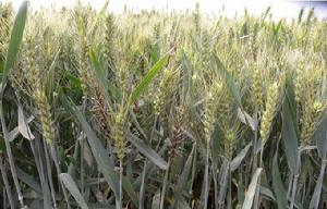 小麥稈黑粉病 小麥稈黑粉病