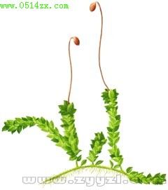 提燈蘚科 提燈蘚科