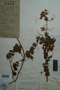 心葉雀梅藤 心葉雀梅藤