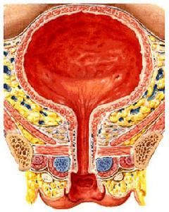 泌尿系統感染 泌尿系統感染