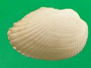 粗皮魁蛤 粗皮魁蛤