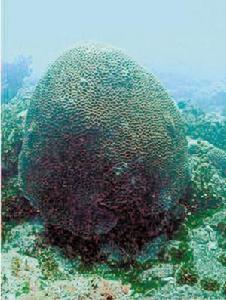 台灣地區海域首度發現珍貴的貝氏耳紋珊瑚(圖)