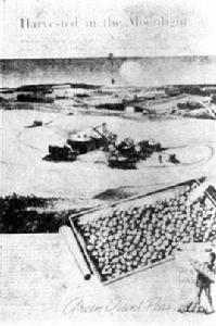 月光下的收成 月光下的收成