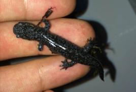 義烏小鯢 義烏小鯢