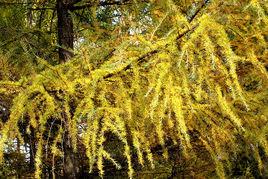 黃松[木材的一種]