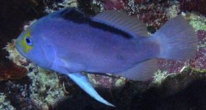 德氏黃鱸 德氏黃鱸