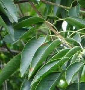 山烏桕葉 山烏桕葉