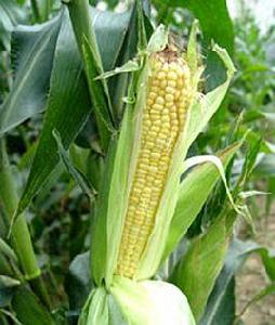 京科甜533 京科甜533