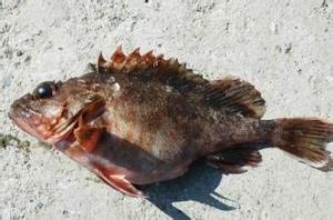 多色石狗公 多色石狗公