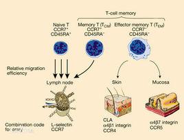 效應T細胞 效應T細胞