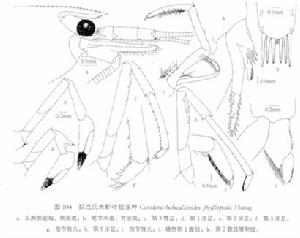 擬巴氏米蝦葉肢亞種C