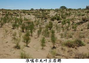 無葉豆屬:準噶爾無葉豆群