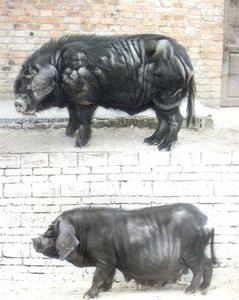 漢江黑豬 漢江黑豬