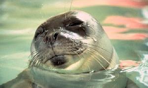 地中海僧海豹 地中海僧海豹