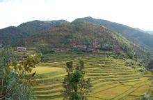 金家村[雲南省楚雄州姚安縣官屯鄉金家村]