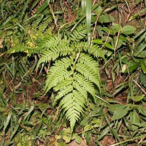 秦氏金星蕨（原變種）