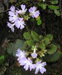 雅跖花葉報春 雅跖花葉報春