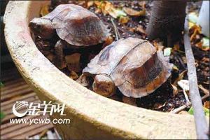 另類寵物：別拿烏龜不當動物(組圖)