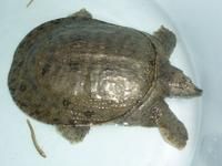 Chinese softshell turtle